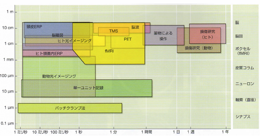 erp-mri